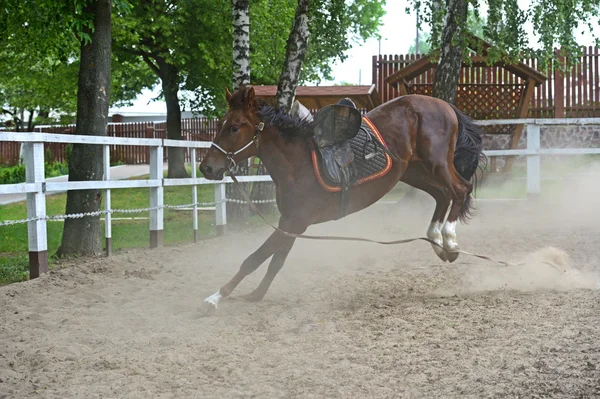 Pferd — Stockfoto