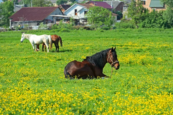 Kůň — Stock fotografie