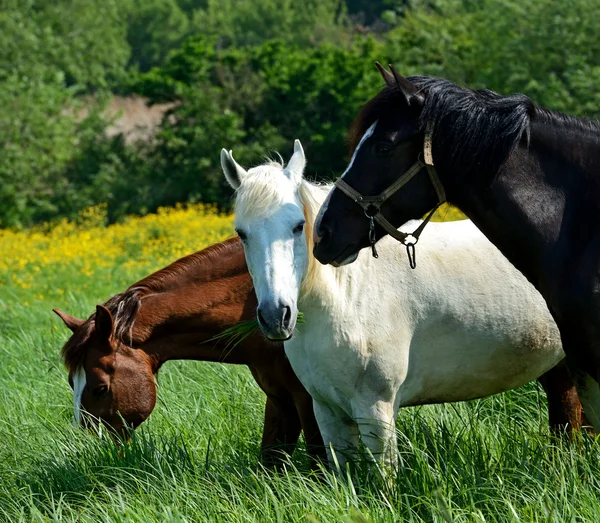 Art af hest - Stock-foto
