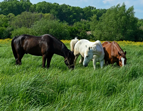 Art af hest - Stock-foto