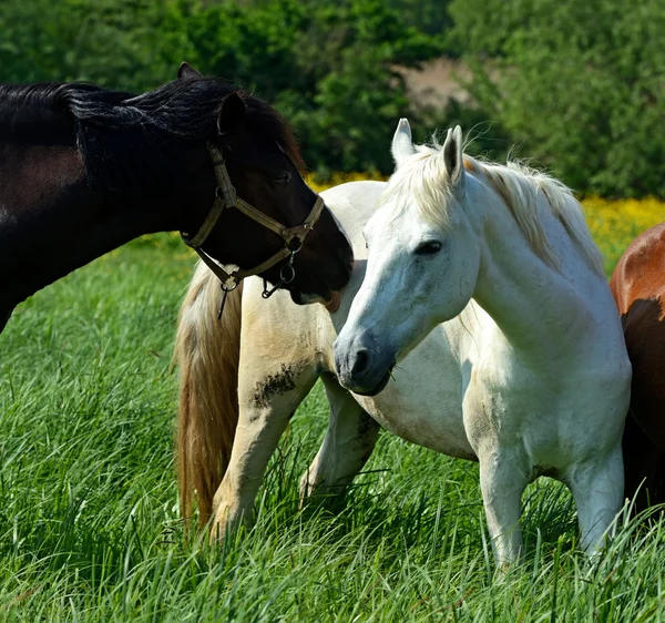 Horse — Stock Photo, Image