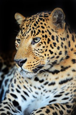 leopar portre