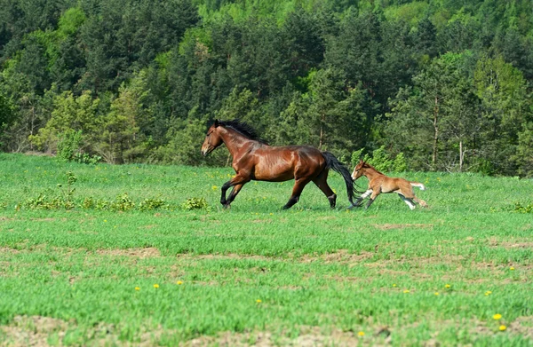 Cavalo — Fotografia de Stock