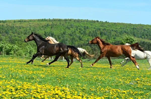 Pferd — Stockfoto