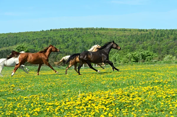 Kůň — Stock fotografie