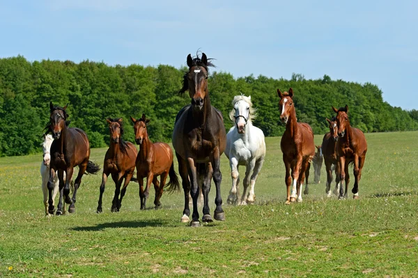 Häst — Stockfoto