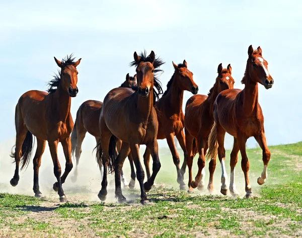 Pferd — Stockfoto