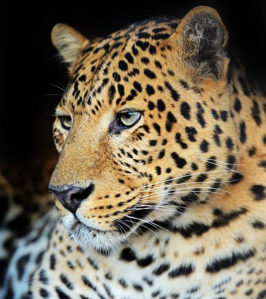 Leopard portré — Stock Fotó