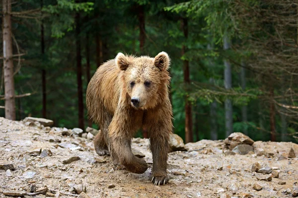 Les ours bruns dans les Carpates . — Photo