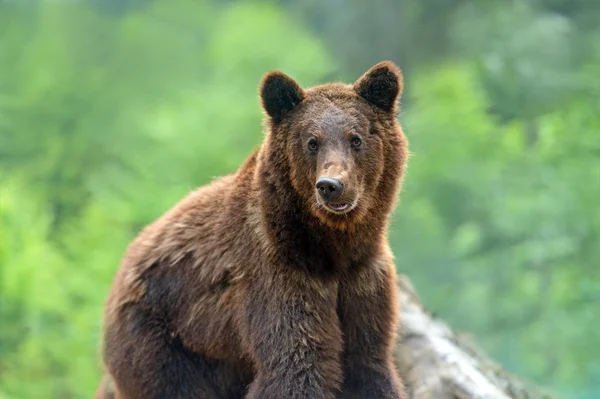 Brown bears in the Carpathians. — Stock Photo, Image