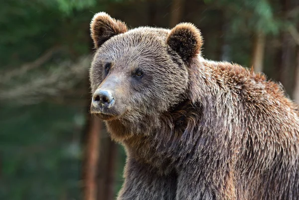 Les ours bruns dans les Carpates . — Photo