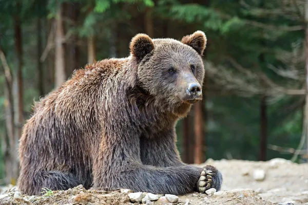 Les ours bruns dans les Carpates . — Photo