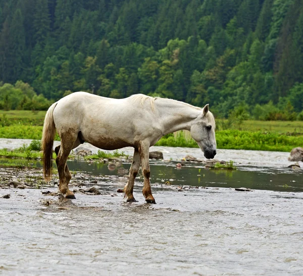 Cavalo — Fotografia de Stock