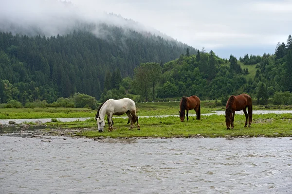 Cavalo — Fotografia de Stock