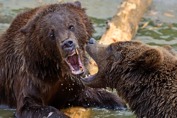 Les ours bruns dans les Carpates . — Photo