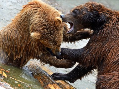 kahverengi ayı içinde Karpatlar.