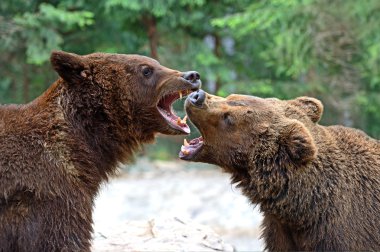 kahverengi ayı içinde Karpatlar.