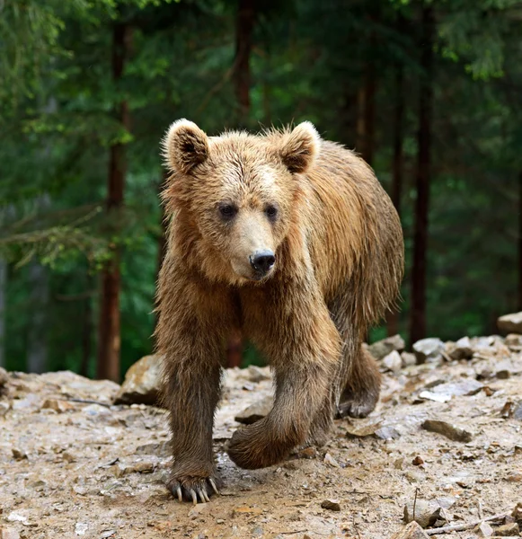 Les ours bruns dans les Carpates . — Photo