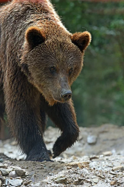 Bruine beren in de Karpaten. — Stockfoto