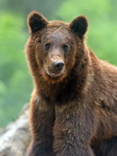 Orsi bruni nei Carpazi . — Foto Stock