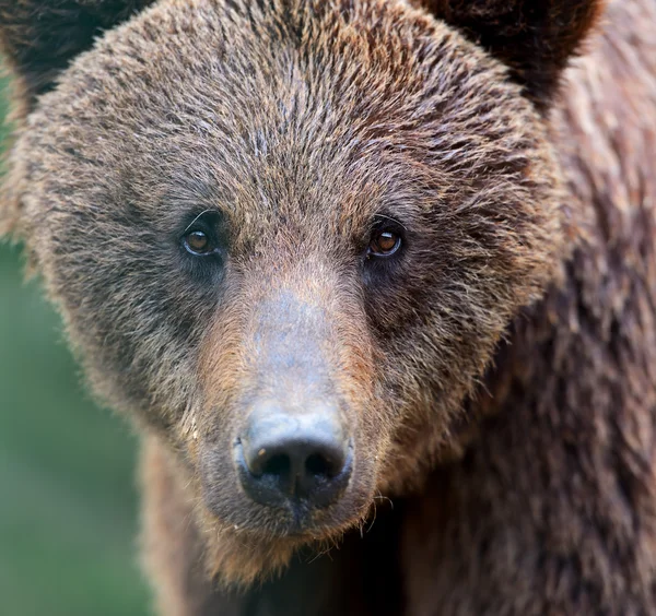 Bruine beren in de Karpaten. — Stockfoto