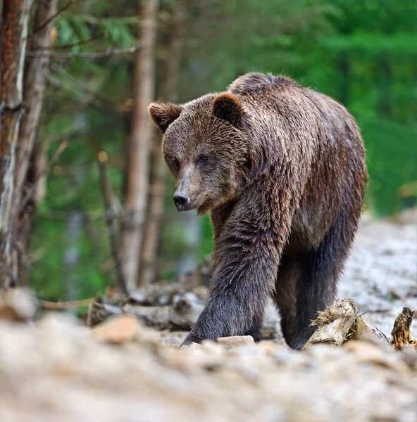 Bruine beren in de Karpaten. — Stockfoto