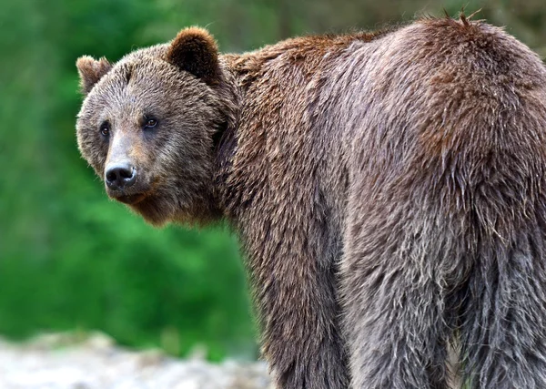 Les ours bruns dans les Carpates . — Photo