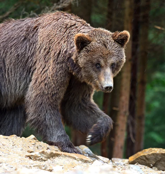 Carpathians에서 브라운 곰. — 스톡 사진