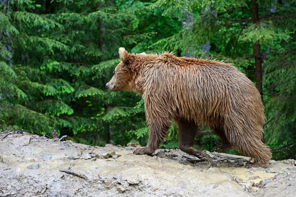 Bruine beren in de Karpaten. — Stockfoto