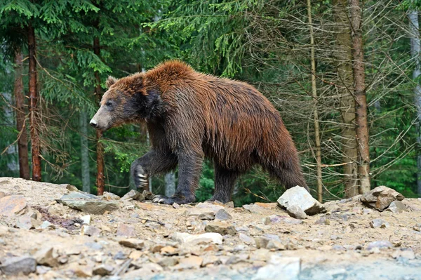 Бурые медведи в Карпатах . — стоковое фото