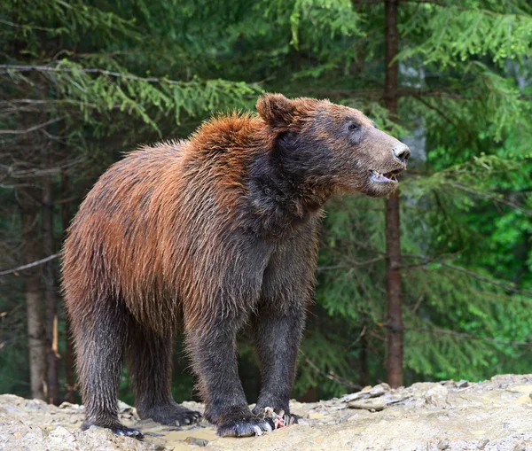 Les ours bruns dans les Carpates . — Photo