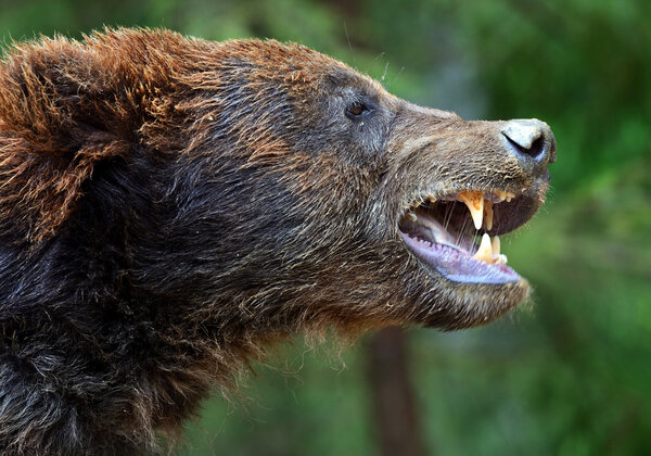 Бурые медведи в Карпатах
.