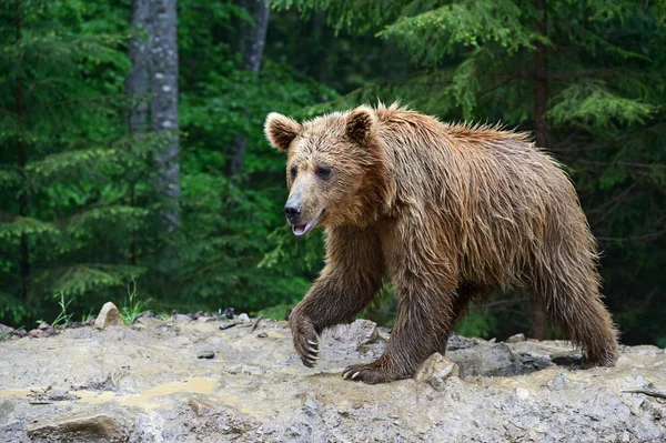 Ursos castanhos nos Cárpatos . — Fotografia de Stock