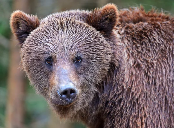 Les ours bruns dans les Carpates . — Photo