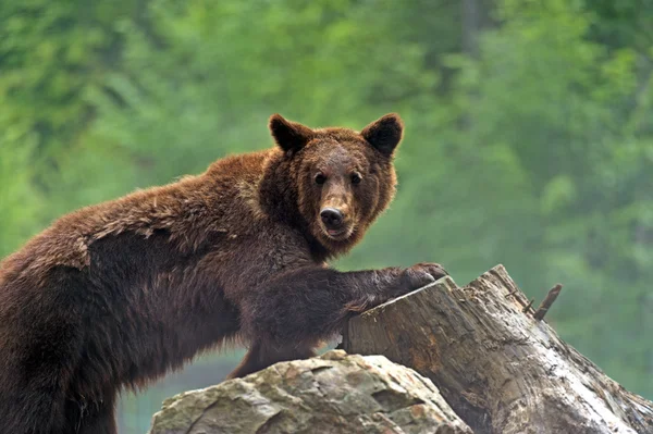 Les ours bruns dans les Carpates . — Photo