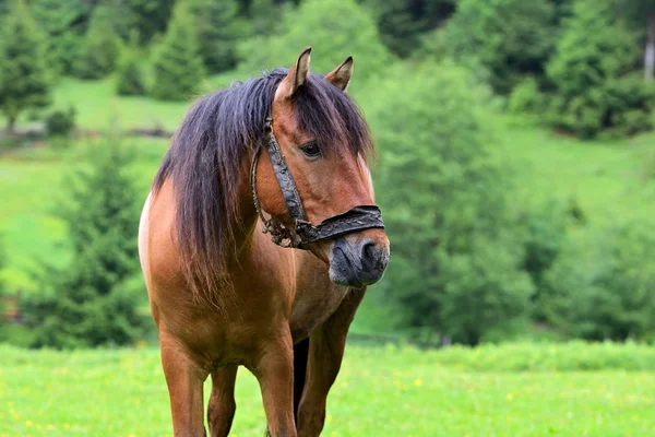 Cavallo — Foto Stock