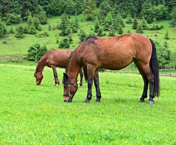 Kůň — Stock fotografie