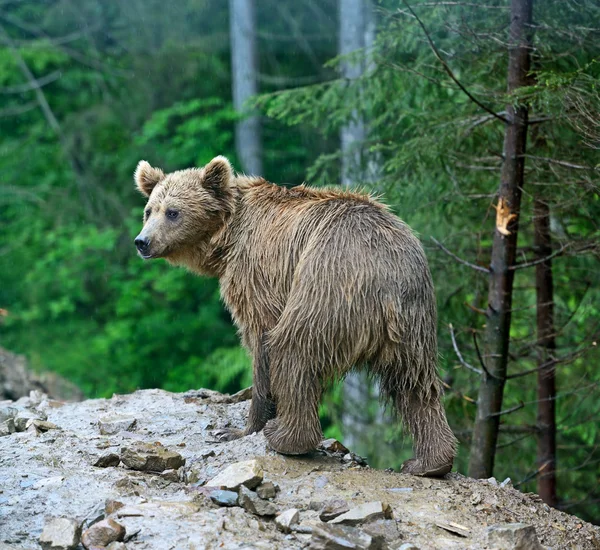 Brown bears in the Carpathians. Stock Picture