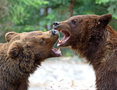 kahverengi ayı içinde Karpatlar.