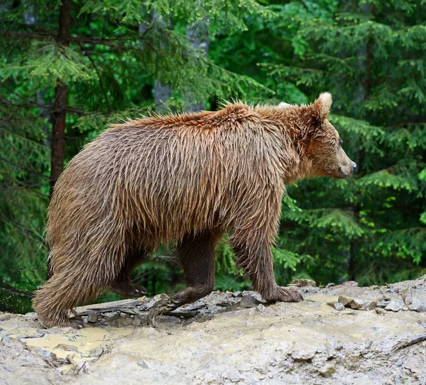 Niedźwiedzi brunatnych w Karpatach. — Zdjęcie stockowe