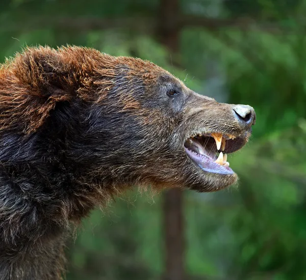 Brown bears in the Carpathians. — Stock Photo, Image