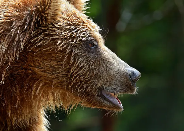 Bruine beren in de Karpaten. — Stockfoto