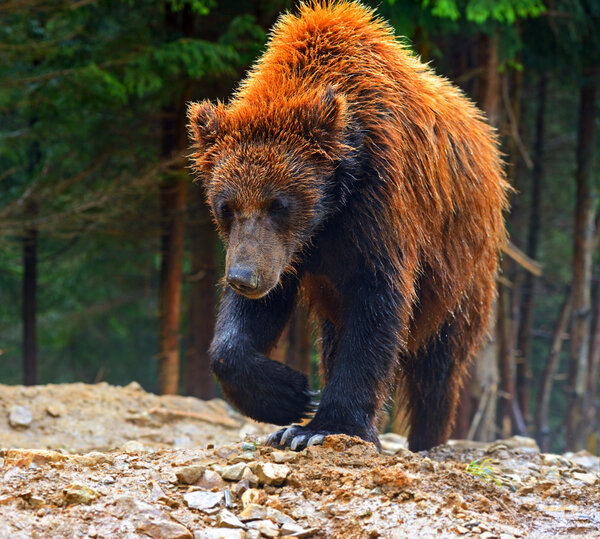 Brown bears in the Carpathians. Ukraine.