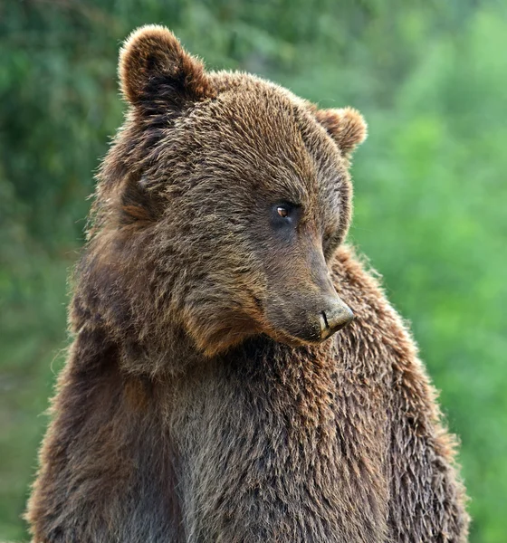 Les ours bruns dans les Carpates . — Photo