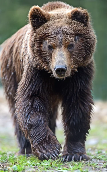 Les ours bruns dans les Carpates . — Photo