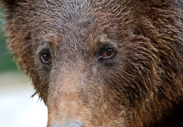 Les ours bruns dans les Carpates . — Photo