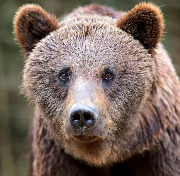 Les ours bruns dans les Carpates . — Photo