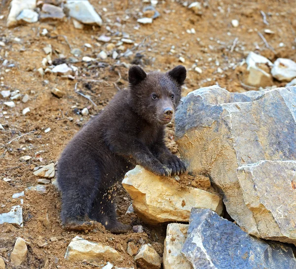 Pequeño oso. — Foto de Stock