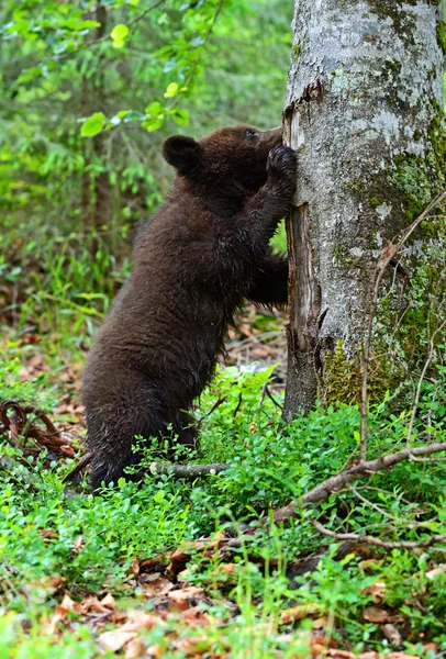 Pequeño oso. —  Fotos de Stock