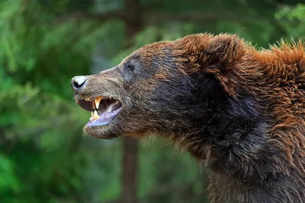 Medvěd hnědý v Karpatech — Stock fotografie